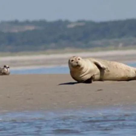 Chez Marie A 5kms De St Valery Sur Somme Holiday home Pende